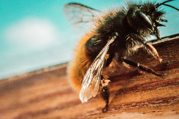Quels sont les impacts des pesticides sur les abeilles et comment les réduire ?